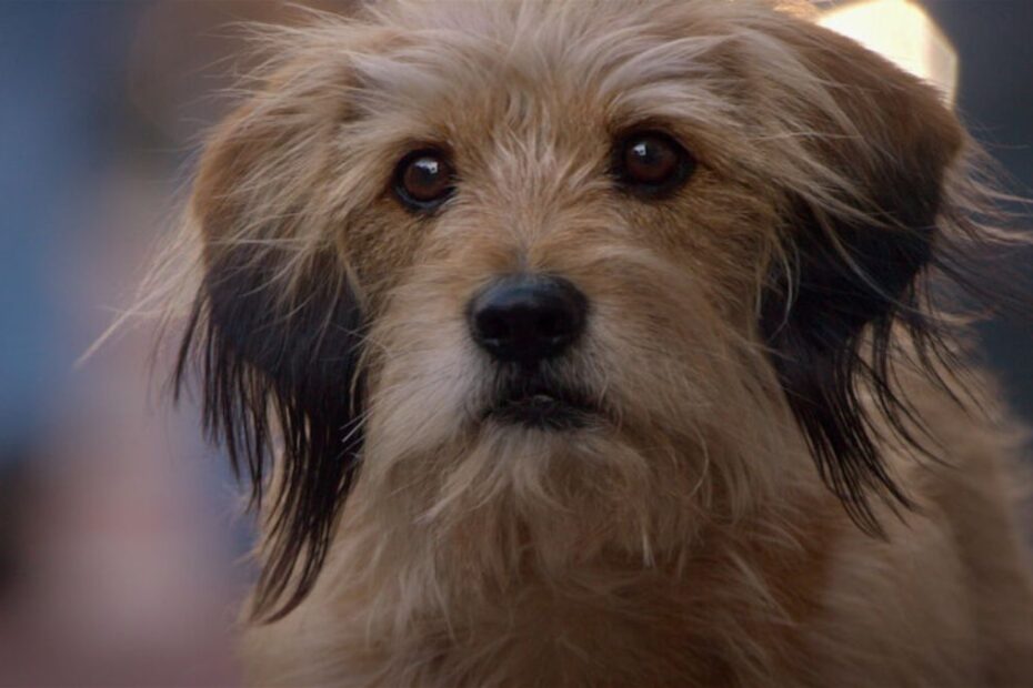 benji netflix